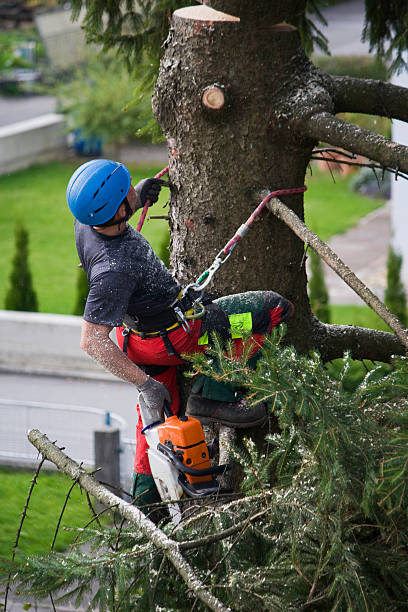 Reliable Keeseville, NY Tree Services Solutions