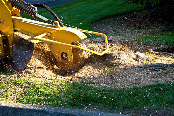 Best Tree Mulching  in Keeseville, NY