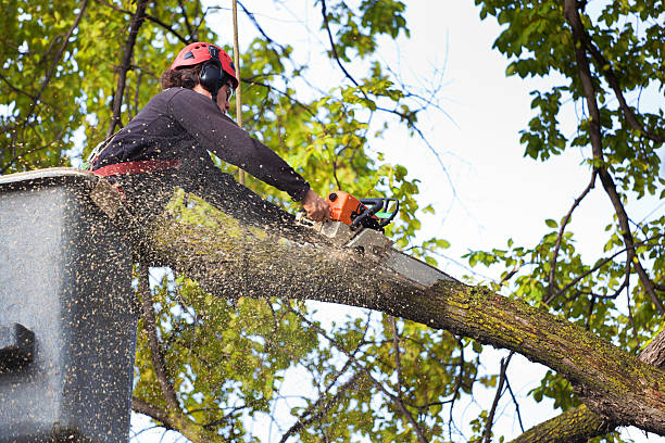 How Our Tree Care Process Works  in  Keeseville, NY